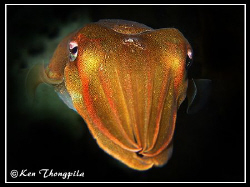 Cuttlefish at Bare Island. Sydney, Australia by Ken Thongpila 